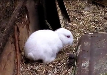 Nace un conejo sin orejas a 30 kilómetros de la central nuclear de Fukushima
