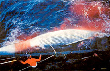 Caza de ballenas con fines comerciales sería reactivada