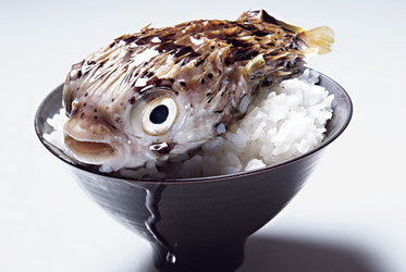 Crean un club muy especial para aficionados al pez más tóxico, el fugu
