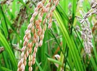 Cooperación cubano-japonesa en semilla de arroz