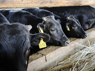 Japón confirma que 648 vacas fueron alimentadas con forraje radiactivos